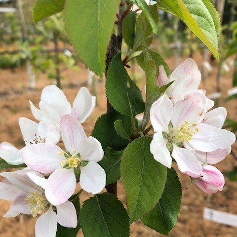 Meridian - a modern well-flavoured variety with disease resistance.