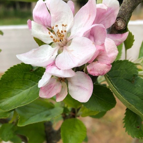 Michaelmas Red - sweet fruits with hints of raspberry wine.