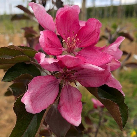 Pendragon - a fabulous and rare red fleshed apple from Cornwall.