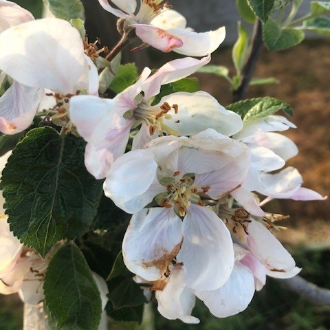 Spartan (thin) - a good juicing variety from Canada.