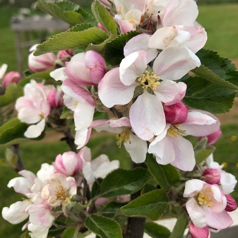 Sunset - easier to grow than Cox with a great flavour.