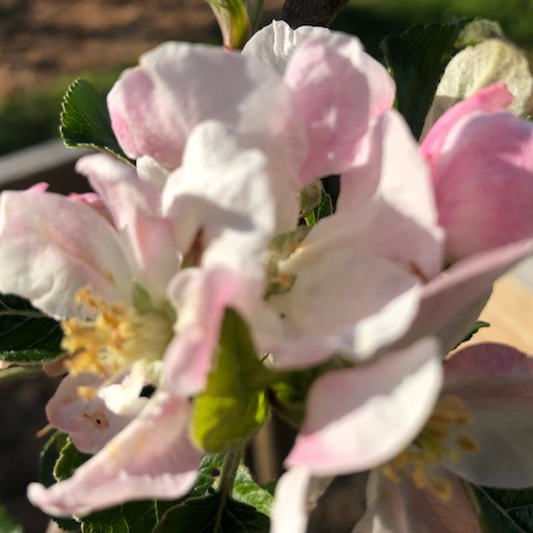 Yarlington Mill - a single varietal mild Bittersweet cider apple.