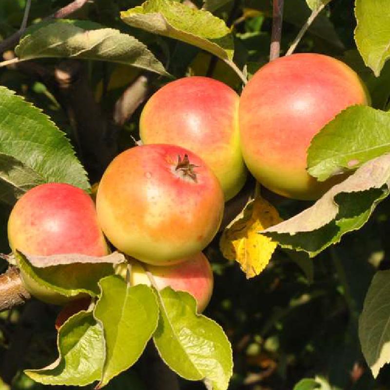 Api Scions - aromatic heritage apple (1628) with great flavour.