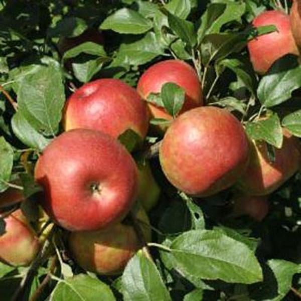 Honeycrisp Scions Yorkshire Apples