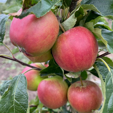 Allington Pippin (thin) - rare, good for juicing, good for wet regions