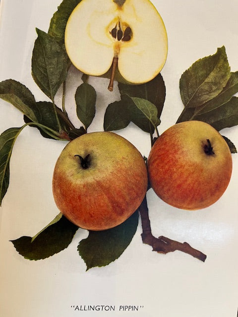 Allington Pippin - rare, good for juicing, good for wet regions