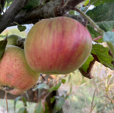 Amanda - a new mild bittersweet cider apple.