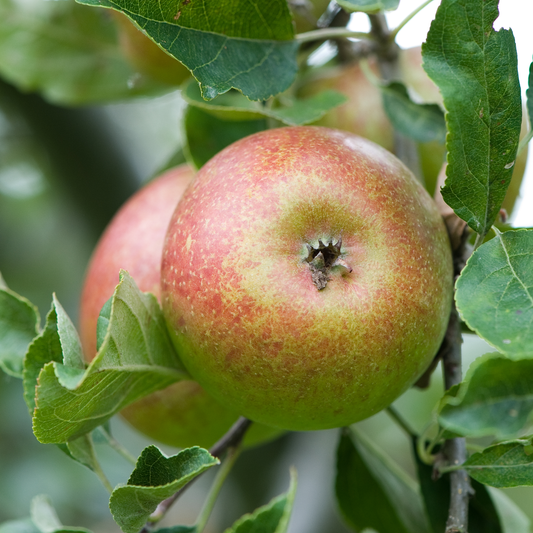 Amber - an aromatic variety with sweet fruit.