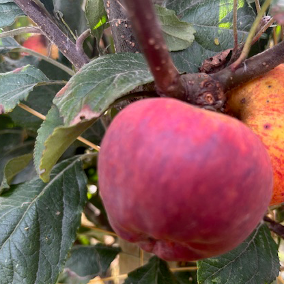 Angela Scions- a modern cider apple from Long Ashton.