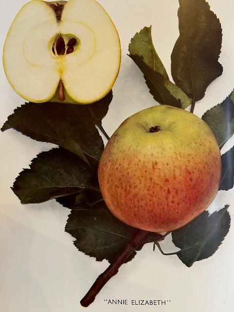 Annie Elizabeth - a favourite, heavy cropping cooker.