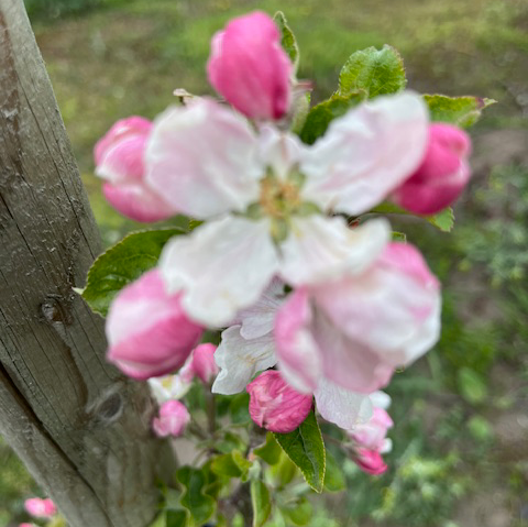 Apricot Apple - (thin) rare fruit from USA with hints of apricot.