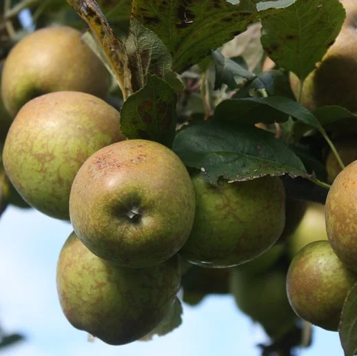 Armagnac - an old sharp Cider variety from Normandy