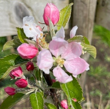 Aromatic Russet Scions