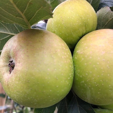 Arthur Turner - first class baking apple suitable for northern Britain.