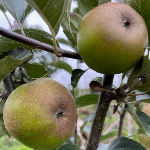 Ashmeads Kernal - disease resistant with complex flavour.