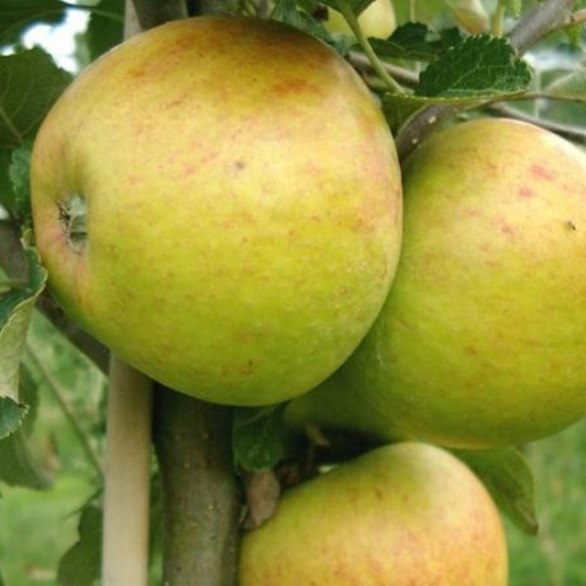 Backwell Red - a medium sharp cider from north Somerset.