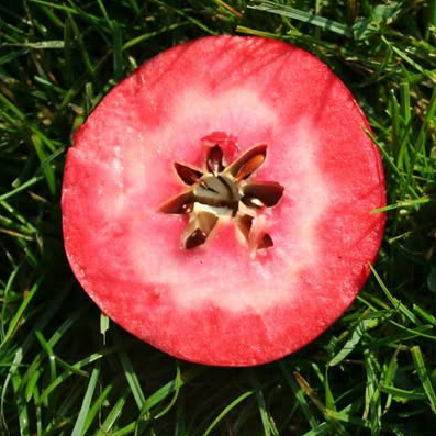Bakran - a red fleshed crab apple from Iran