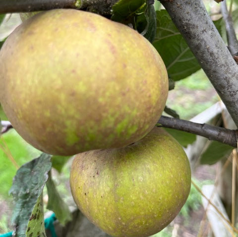 Belle du Boskoop - disease resistant, useful for cider.