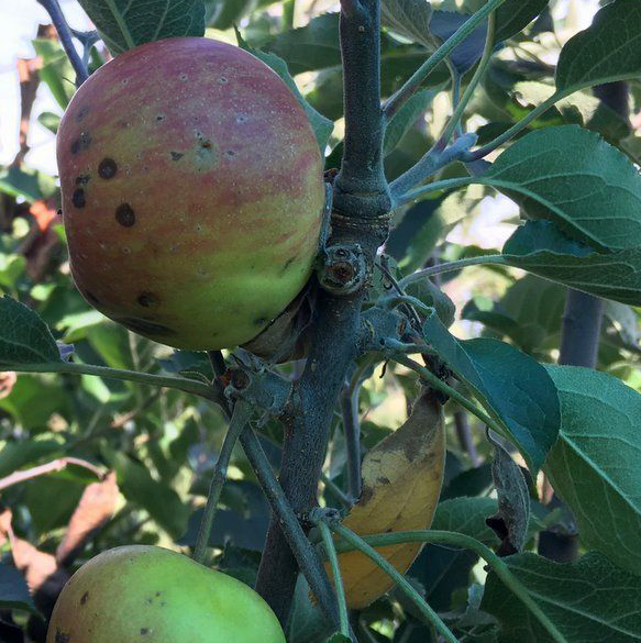 Belle Fille de la Mache Scions (Cider)