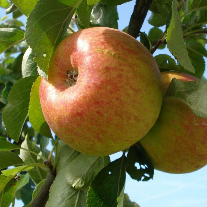 Benoni - a flavoursome dessert from the USA.