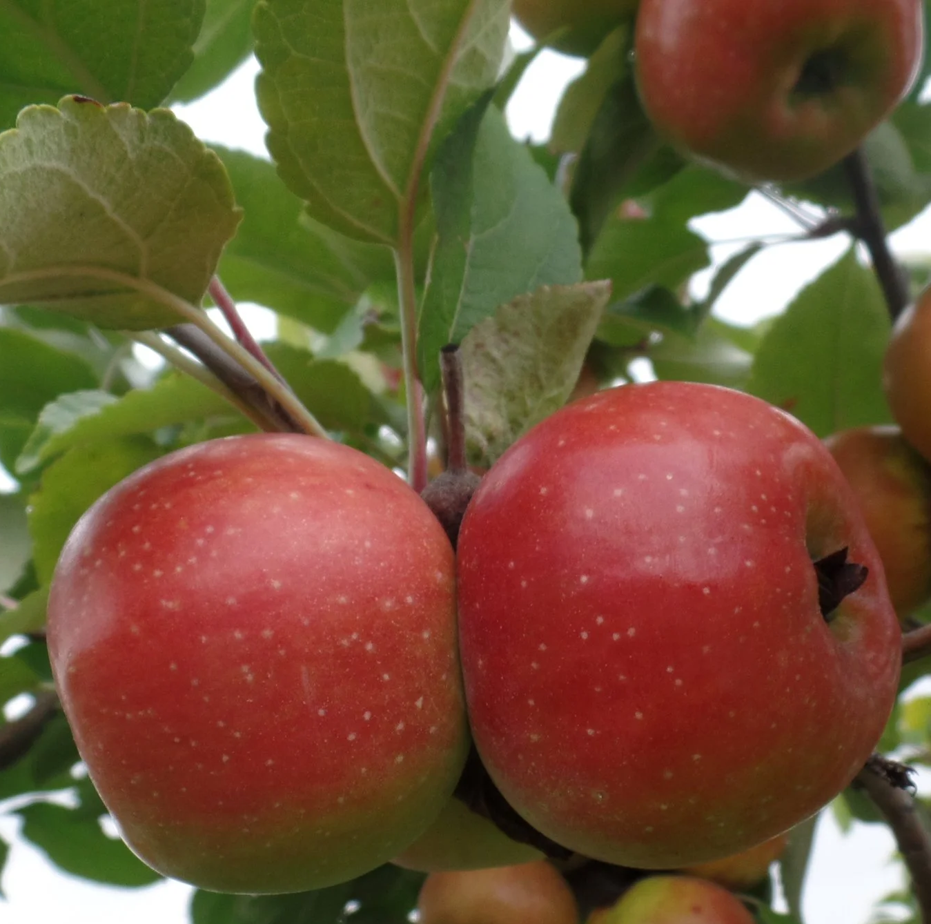 Binet Rouge - (thin) a famous vintage variety from Normandy
