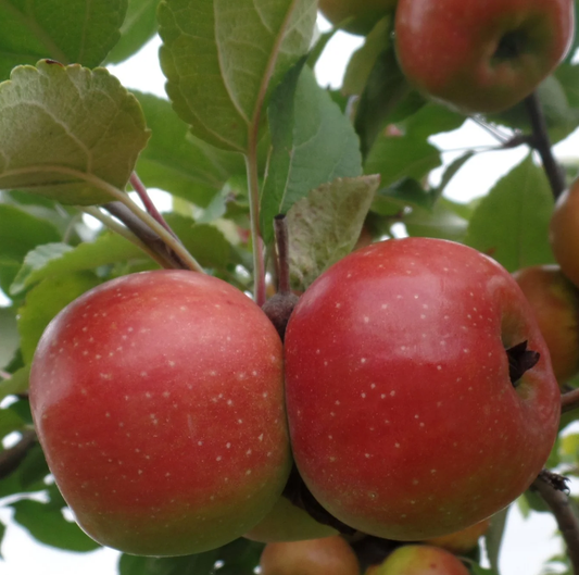 Binet Rouge - (thin) a famous vintage variety from Normandy