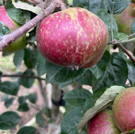 Black Dabinett Scions - perhaps the best Bittersweet variety.