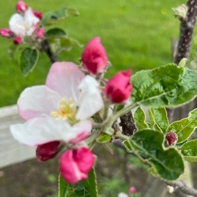Black Dabinett Scions - perhaps the best Bittersweet variety.