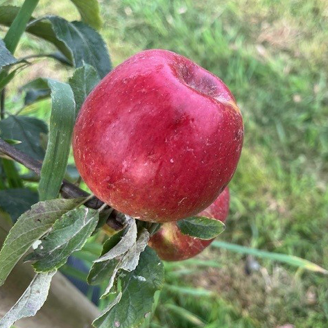 Blackjon - (thin) a darker sport of Jonathan.