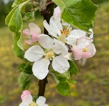 Blackjon - (thin) a darker sport of Jonathan.