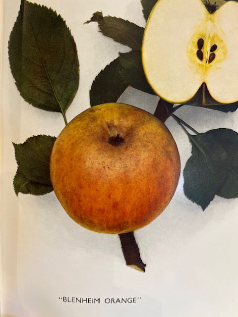 Blenheim Orange - disease resistant, aromatic and sweet.