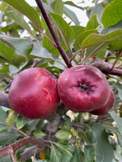 Bloody Ploughman - pink flesh, becomes sweet the longer its left.