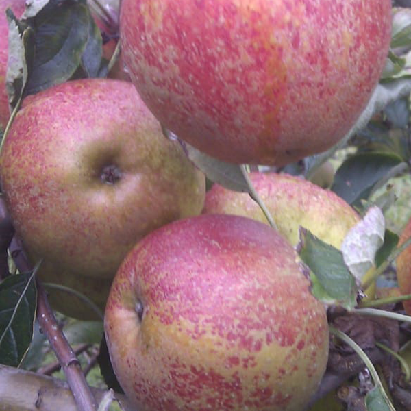 Breakwell's Seedling - an early ripening bittersharp from Wales