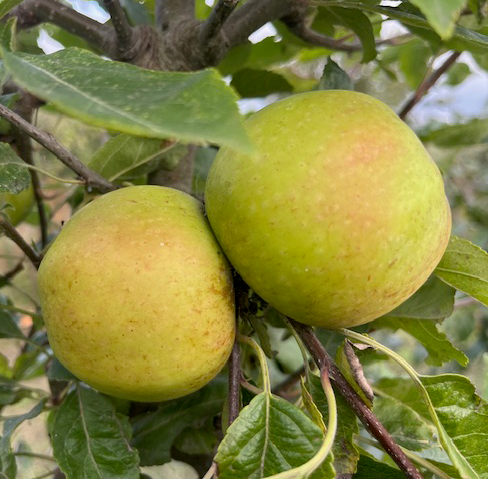 Bright Future - rich and aromatic with organic potential.