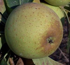 Brown Snout - a late flowering medium bittersweet.