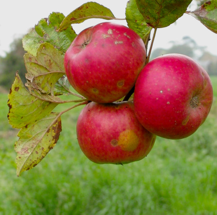 Brown's Apple - high quality, full sharp, vintage cider apple.