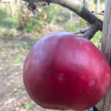 Burgundy (thin) - a modern variety with good flavour.