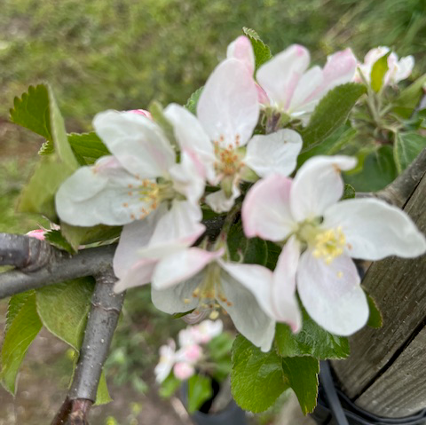 Burgundy (thin) - a modern variety with good flavour.