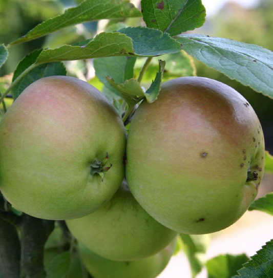 Bushy French - (thin) a very rare sweet Cider variety to be treasured.