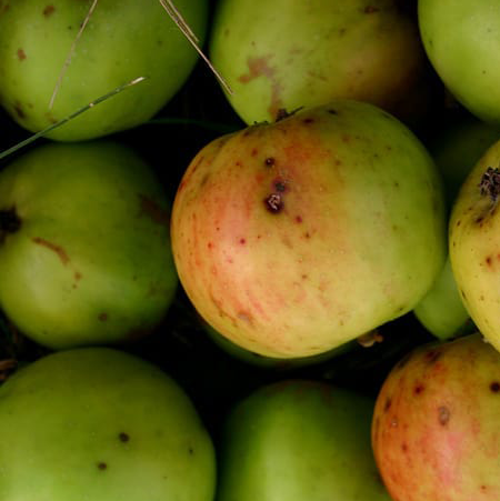 Camelot - a rare Somerset, Bittersweet cider apple.