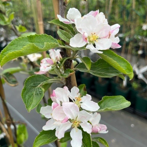 Captain Kidd - an outstanding, disease resistant variety.