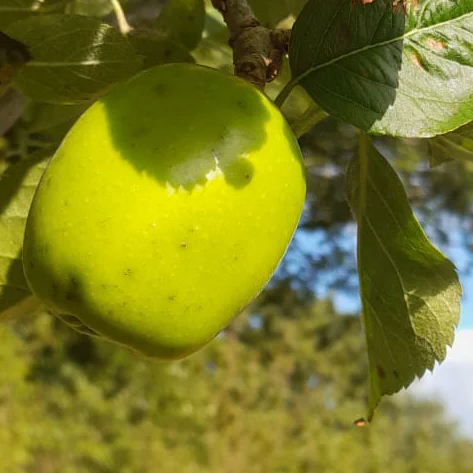 Captain Broad - a rare Cornish Bittersweet.