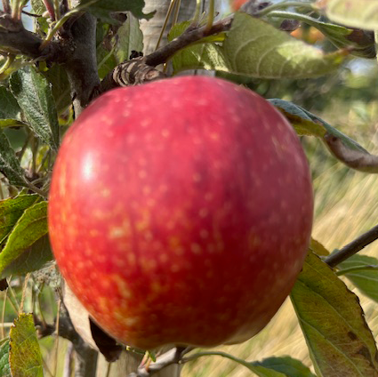 Captain Kidd - an outstanding, disease resistant variety.