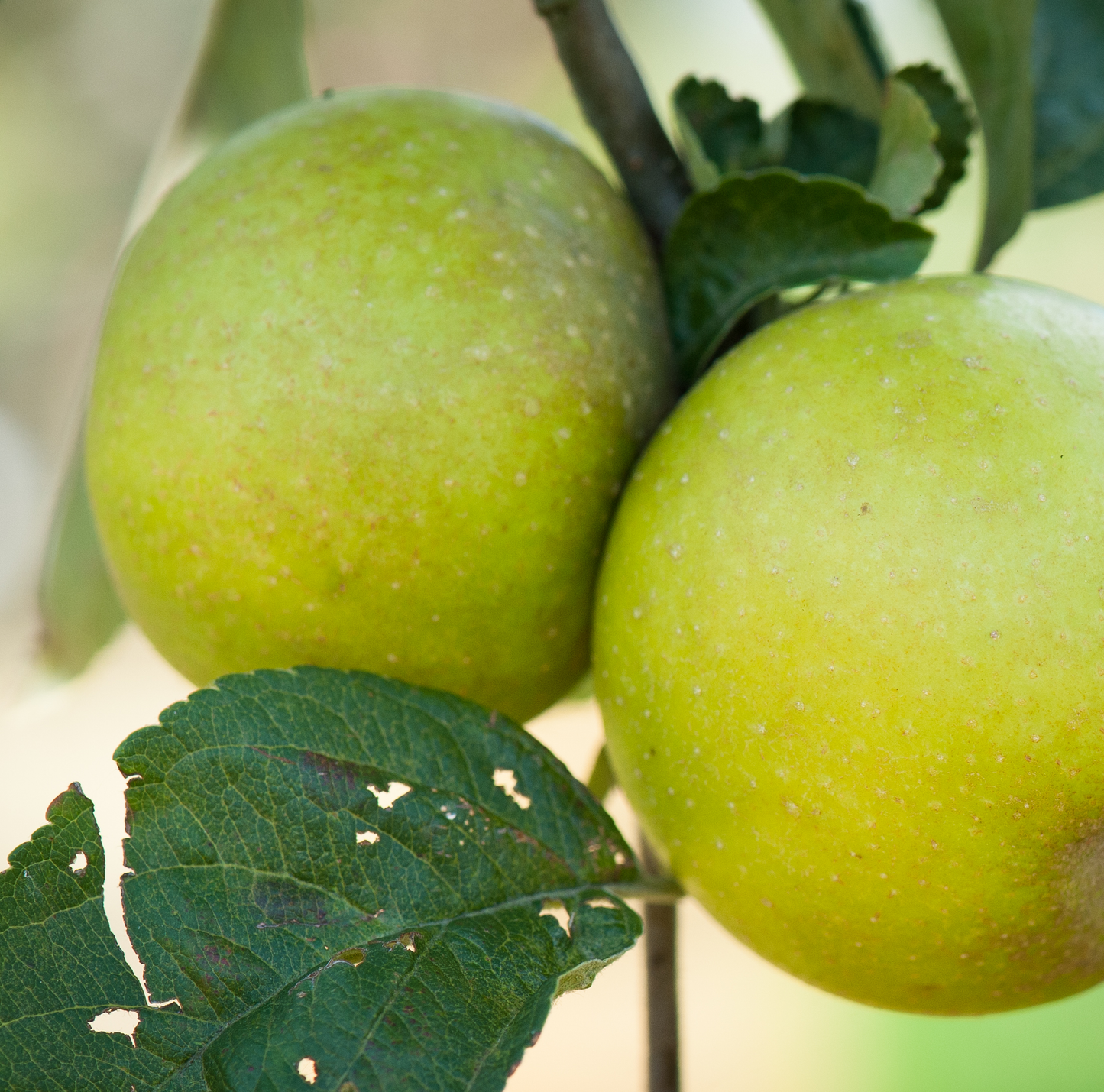 Captain Palmer - a rare dessert seedling from Norfolk.