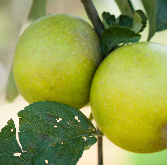 Captain Palmer - a rare dessert seedling from Norfolk.