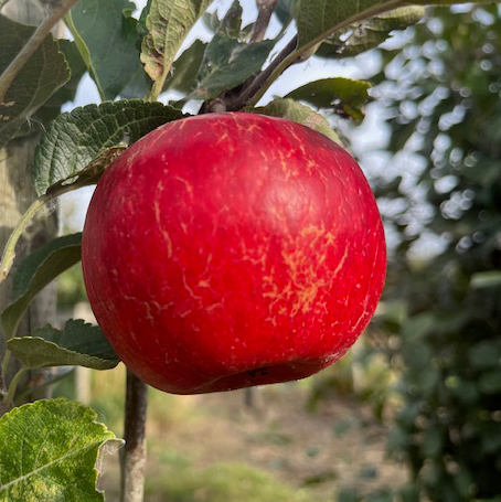 Carswell's Honeydew - a sweet, juicy, late flowering variety.