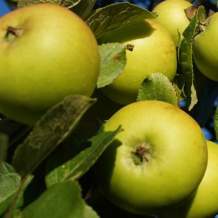 Chehalis - disease resistance with sweet, honeyed flesh.