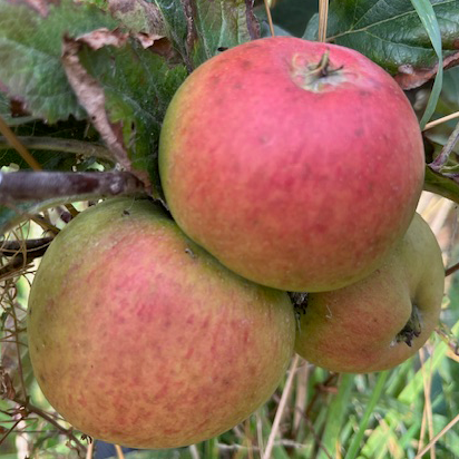 Chisel Jersey - high quality full sharp cider apple.