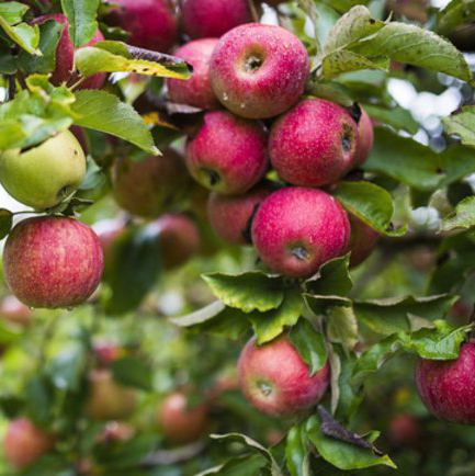 Cigany Alma (alma = apple) - the Gypsy Apple from Hungary. Rare in the UK.