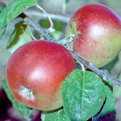 Cigany Alma (alma = apple) - the Gypsy Apple from Hungary. Rare in the UK.